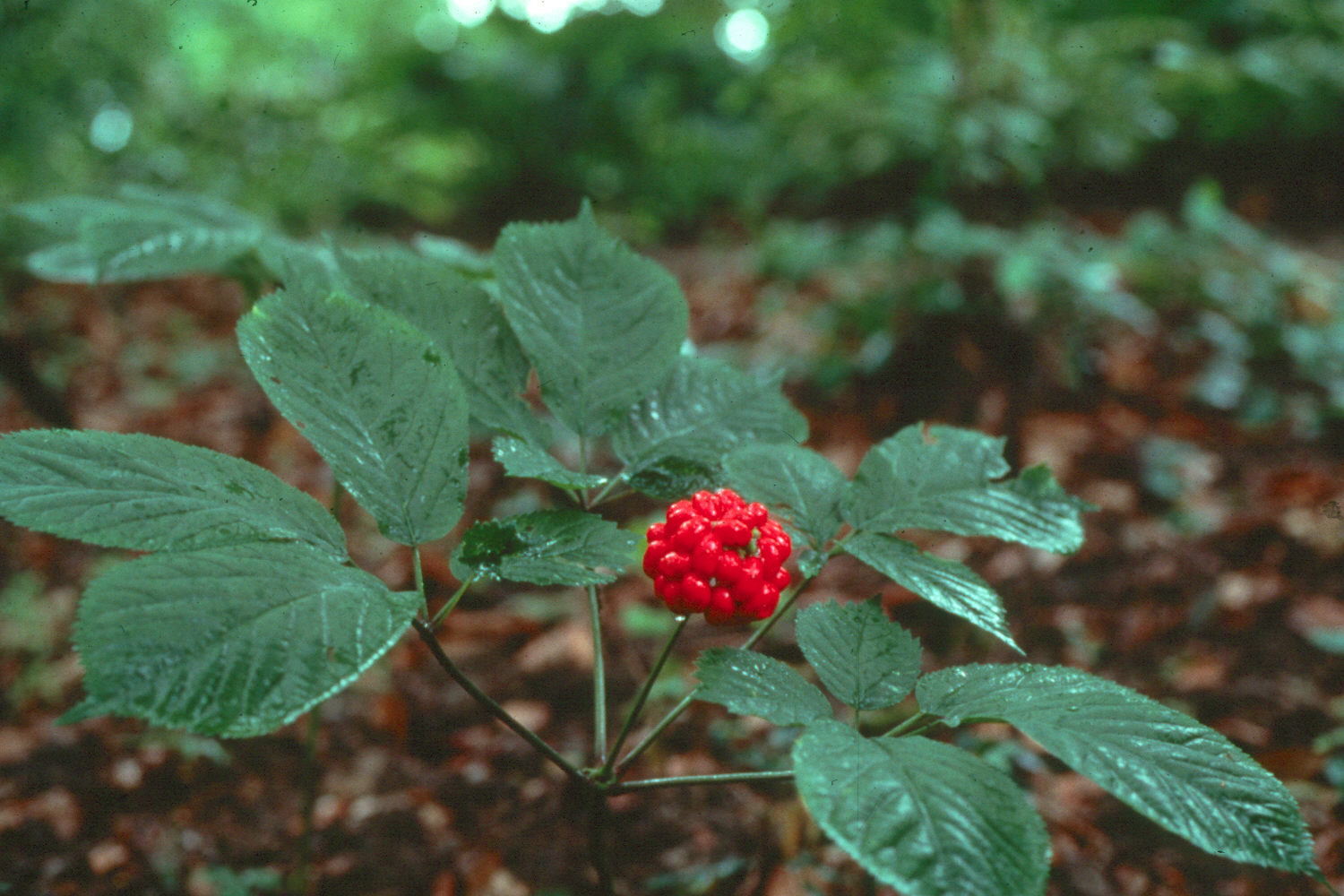 Roter BIO Ginseng Panax