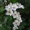 Hawthorn for Heart Failure Hawthornsm