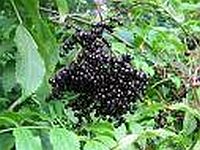 Elderberry Elderberry