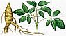 Panax ginseng ginsengsm