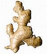 Ginger: history and use.