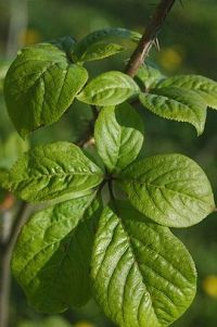 Eleuthero leaves