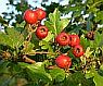 Crataegus tanacetifolia leaf extract prevents L-NAME-induced hypertension in rats: a morphological study.