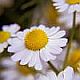 Chamomile, a novel and selective COX-2 inhibitor with anti-inflammatory activity.