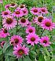 Echinacea purpurea polysaccharide reduces the latency rate in herpes simplex virus type-1 infections. Echinacea-sm