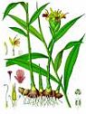 Ginger: an ancient remedy and modern miracle drug.