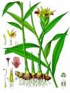 Ginger, plant