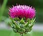 Silibinin – A Promising New Treatment for Cancer.