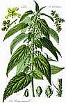 Nettle extract (Urtica dioica) affects key receptors and enzymes associated with allergic rhinitis.