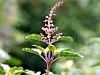 Ocimum sanctum Linn. (Holy Basil) ethanolic leaf extract protects against 7,12-dimethylbenz(a)anthracene-induced genotoxicity, oxidative stress, and imbalance in xenobiotic-metabolizing enzymes.