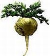 nvestigation of the tuber constituents of maca (Lepidium meyenii Walp.).