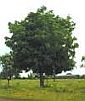 Medicinal properties of neem leaves: a review.