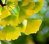 Ginkgo biloba extract enhances glucose tolerance in hyperinsulinism-induced hepatic cells gingko-leaves-sm