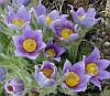 Anti-acne activities of pulsaquinone, hydropulsaquinone, and structurally related 1, 4-quinone derivatives. pulsatilla-sm