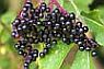 Elderberry flavonoids bind to and prevent H1N1 infection in vitro. Elderberry-fruit-sm