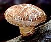 An examination of antibacterial and antifungal properties of constituents of Shiitake (Lentinula edodes) and oyster (Pleurotus ostreatus) mushrooms. Shitake-sm