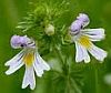 Prospective cohort trial of Euphrasia single-dose eye drops in conjunctivitis. Eyebright-sm