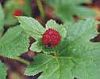 Immune modulation of macrophage pro-inflammatory response by goldenseal and Astragalus extracts. Goldenseal-sm