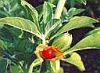 Effects of Withania somnifera (Ashwagandha) and Terminalia arjuna (Arjuna) on physical performance and cardiorespiratory endurance in healthy young adults. Ashwaganda-sm
