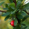 Evaluation of antioxidant activities and phenolic content of Berberis vulgaris L. and Berberis croatica Horvat barberrypreview