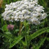 Blood pressure lowering, cardiovascular inhibitory and bronchodilatory actions of Achillea millefolium. achilleamillefolium