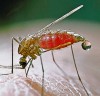 New Anti-malarials from Plants