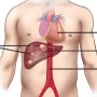 Plants Against Liver Cancer