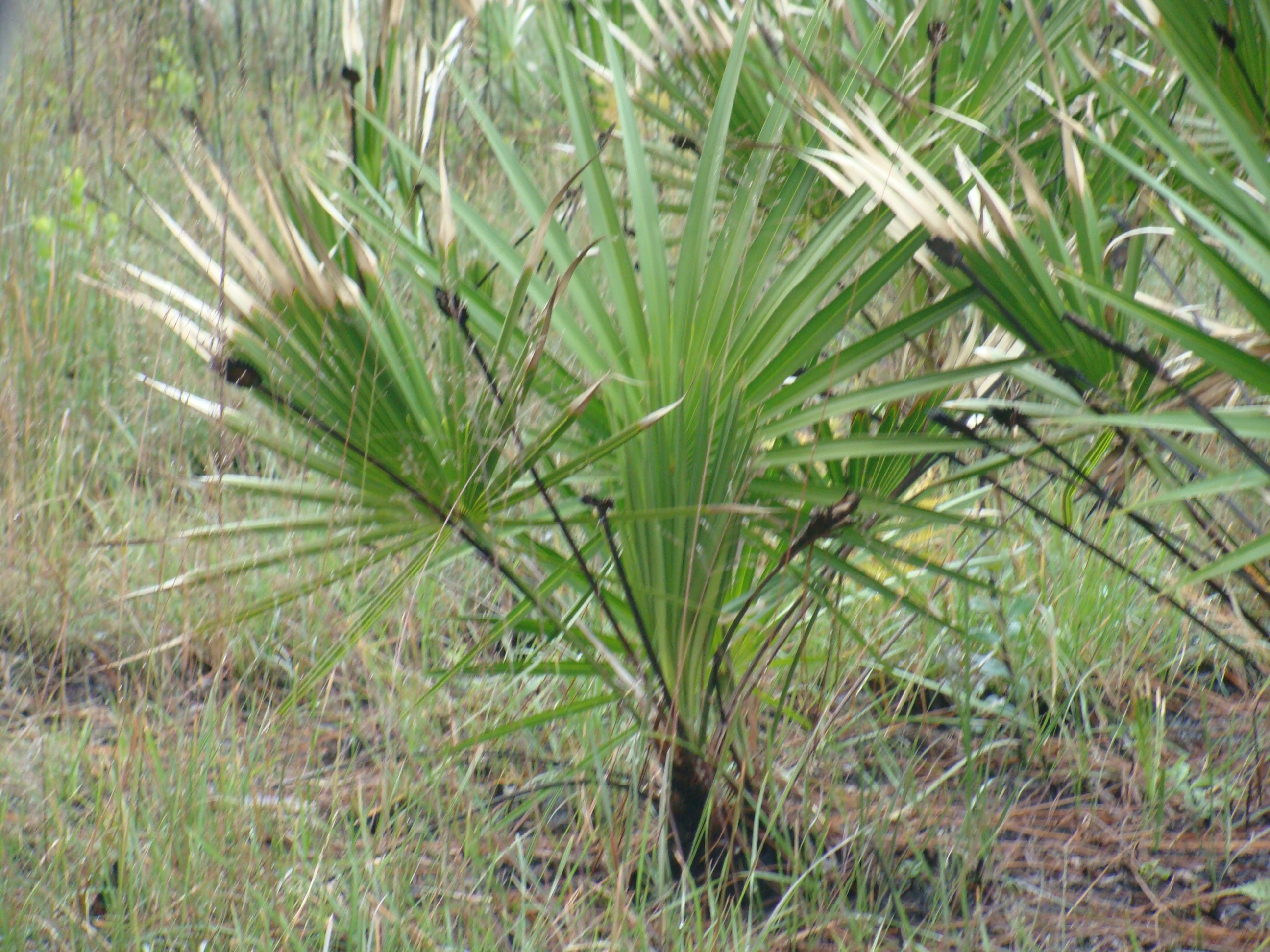 saw palmetto info packet herb news
