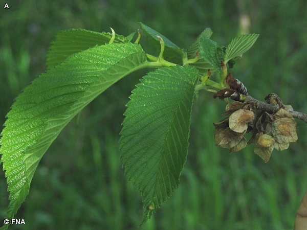 slipper elm slippery elm info packet herb news slipper elm slippery elm info packet herb news