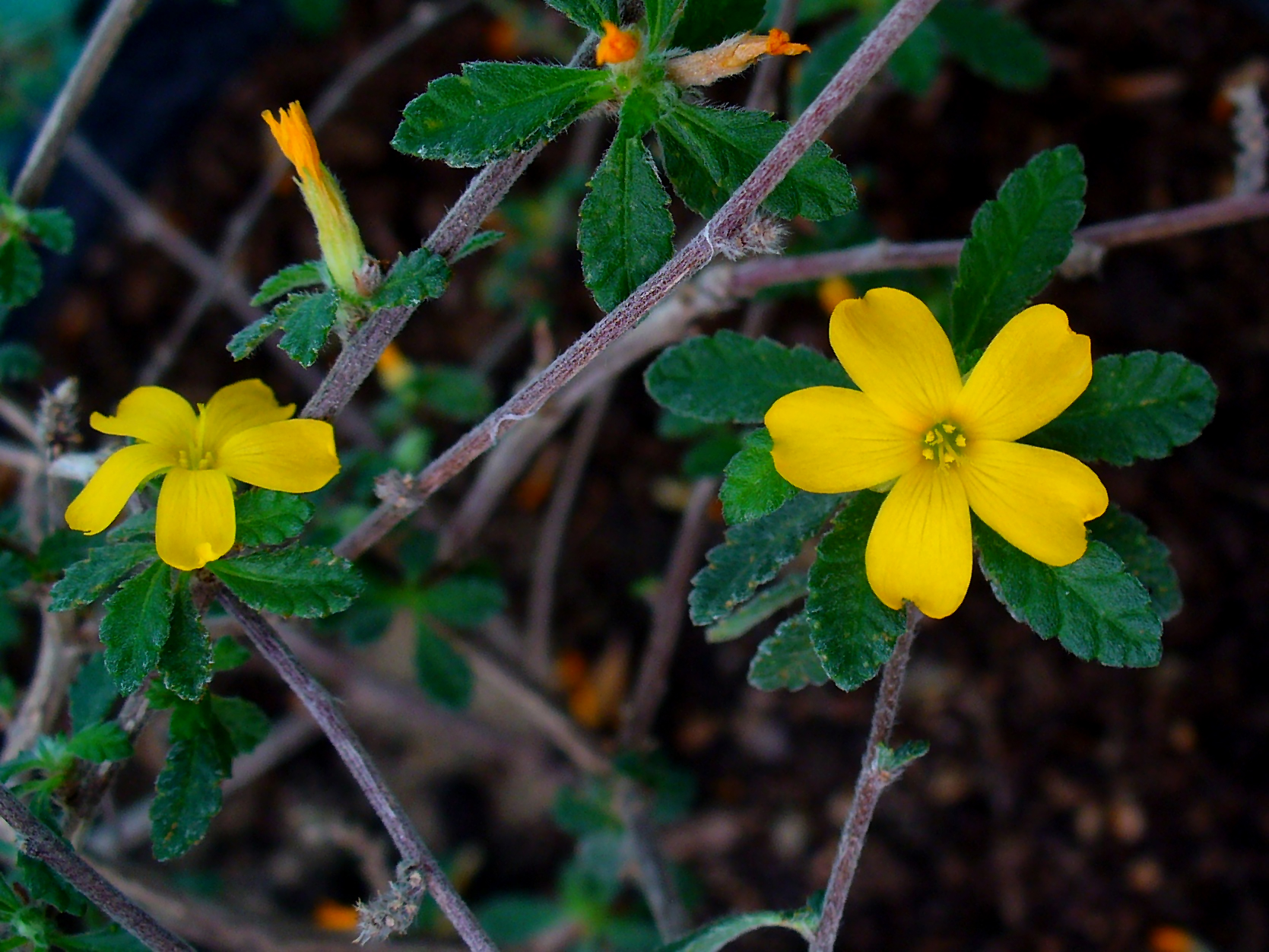 Damiana Info Packet Herb News