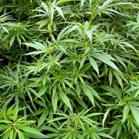 Cannabis_sativa