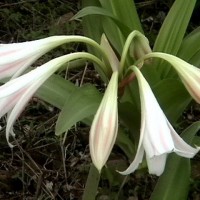 Crinum research Crinum_latifolium
