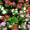 Madasgar Periwinkle: Pretty Is as Pretty Does mad_peri